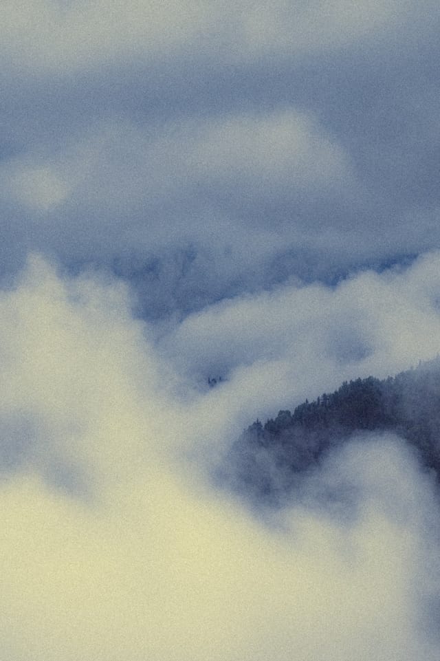 Trees emerging and receding through layers of mist, catalog number 44, from the Fog-Shrouded Trees series