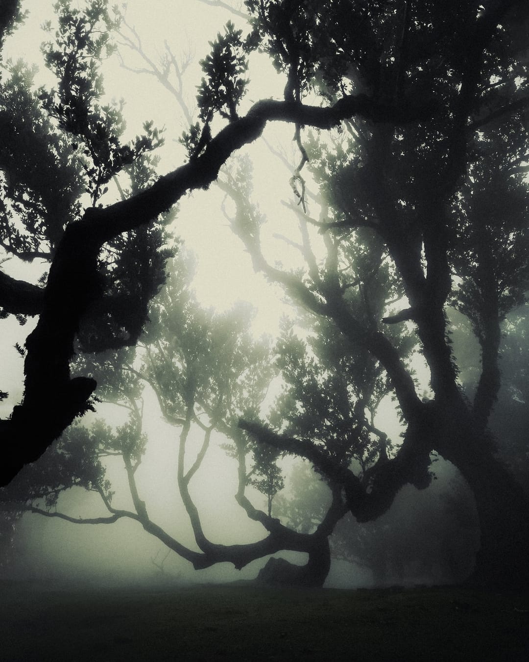 Trees emerging and receding through layers of mist, catalog number 12, from the Fog-Shrouded Trees series