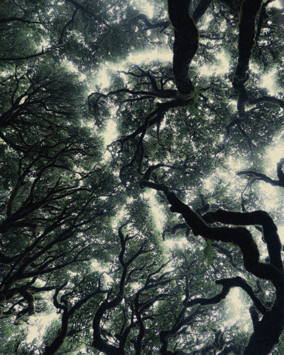 Trees emerging and receding through layers of mist, catalog number 75, from the Fog-Shrouded Trees collection