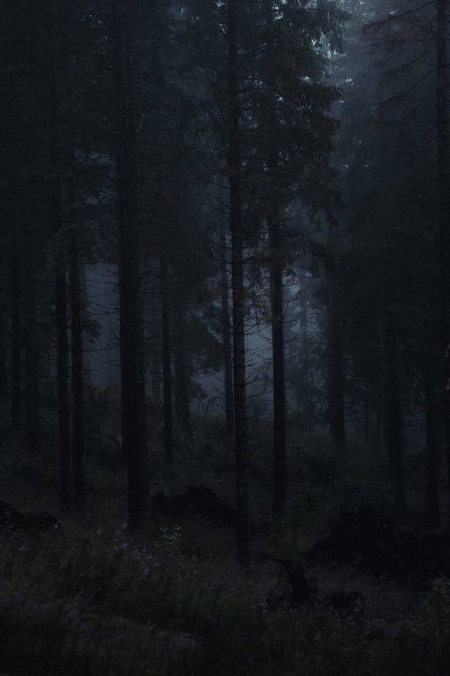 Trees emerging and receding through layers of mist, catalog number 14, from the Fog-Shrouded Trees series