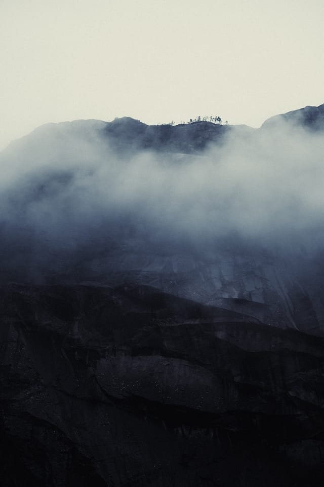 Trees emerging and receding through layers of mist, catalog number 58, from the Fog-Shrouded Trees collection