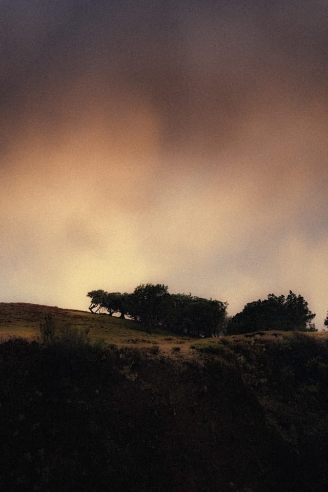 Trees emerging and receding through layers of mist, catalog number 78, from the Fog-Shrouded Trees collection
