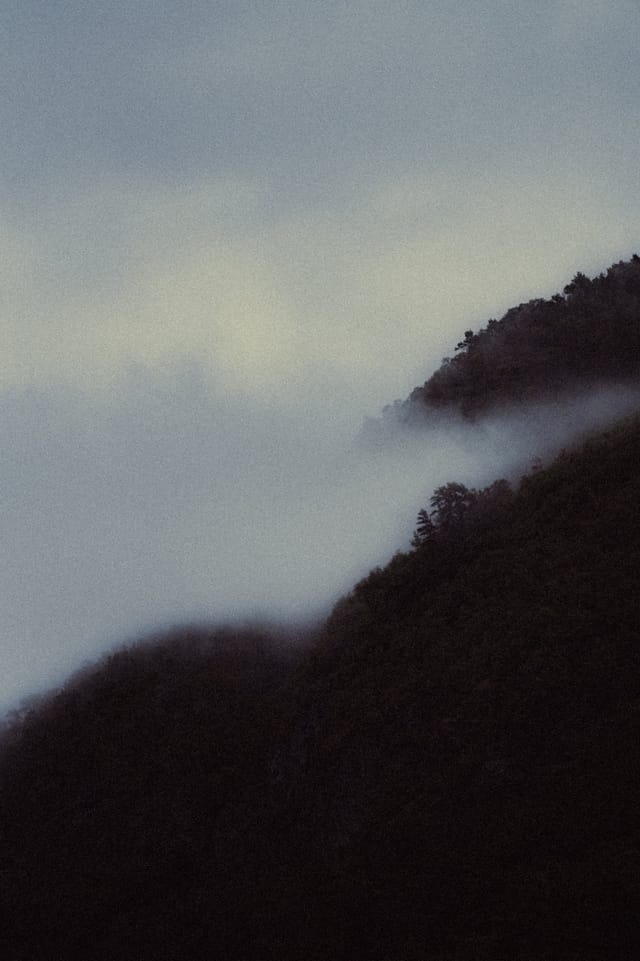 Trees emerging and receding through layers of mist, catalog number 9, from the Fog-Shrouded Trees series