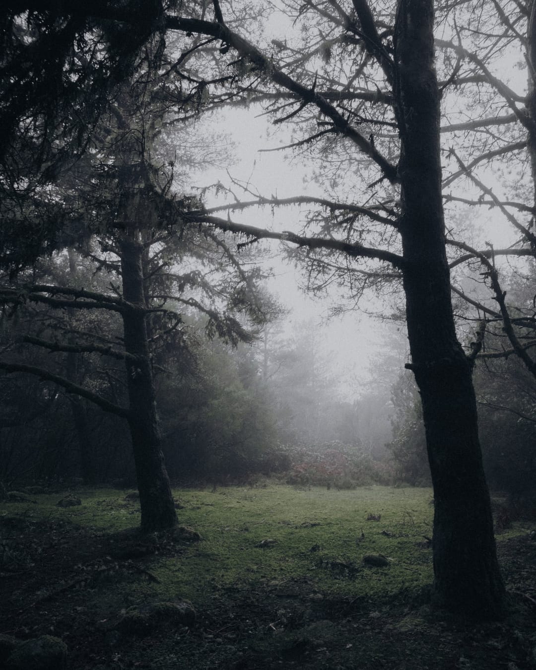 Trees emerging and receding through layers of mist, catalog number 8, from the Fog-Shrouded Trees collection