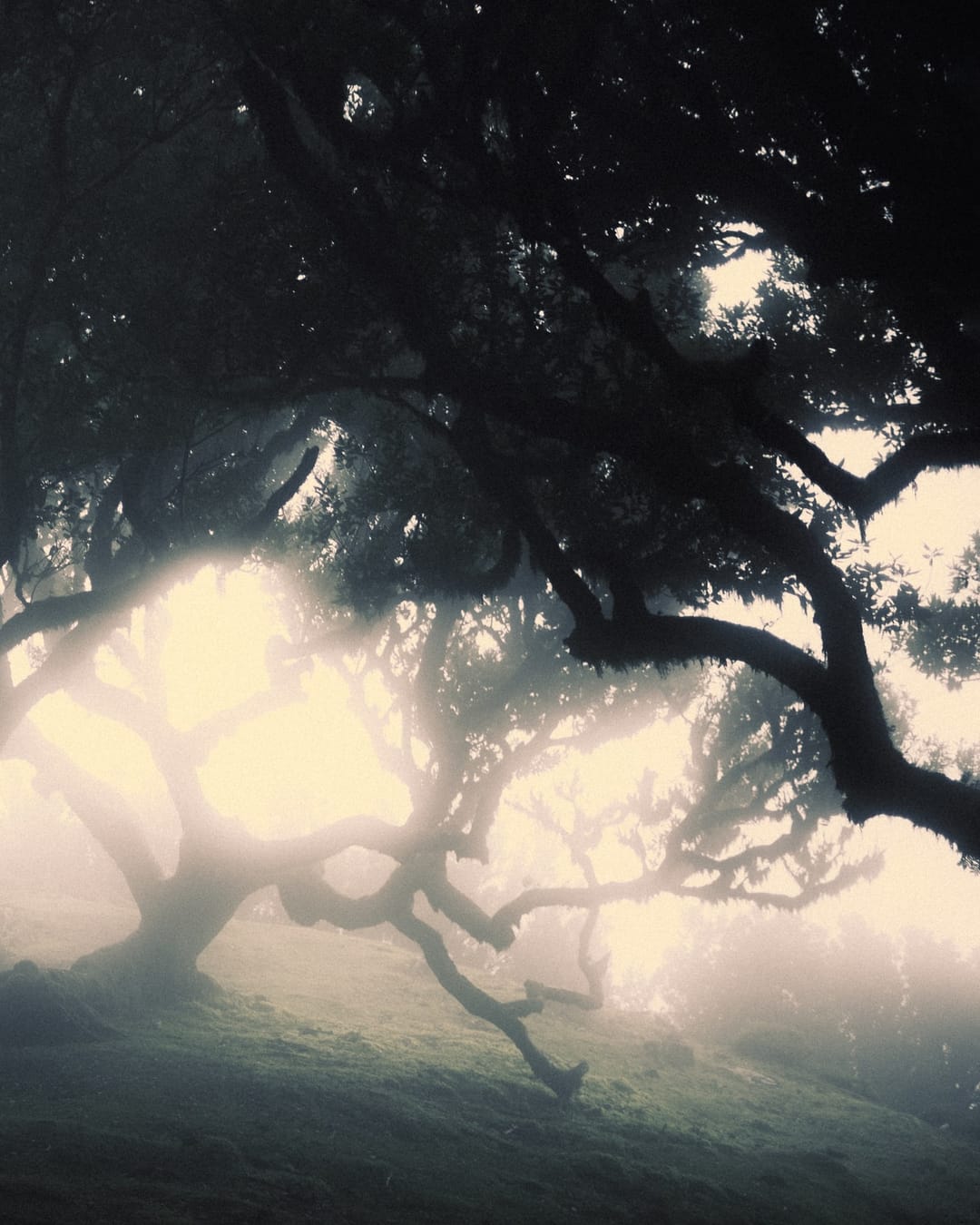Trees emerging and receding through layers of mist, catalog number 40, from the Fog-Shrouded Trees collection