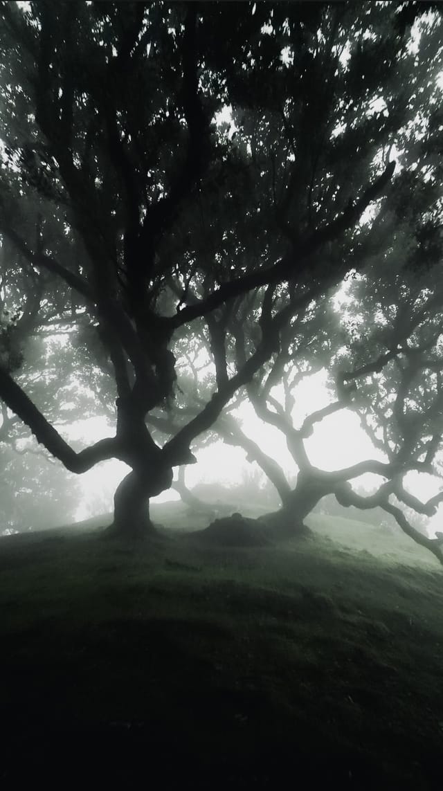 Trees emerging and receding through layers of mist, catalog number 32, from the Fog-Shrouded Trees collection