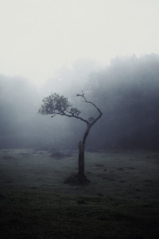 Trees emerging and receding through layers of mist, catalog number 4, from the Fog-Shrouded Trees series
