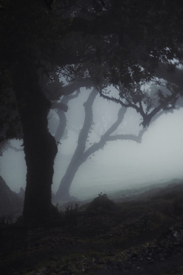 Trees emerging and receding through layers of mist, catalog number 1, from the Fog-Shrouded Trees collection