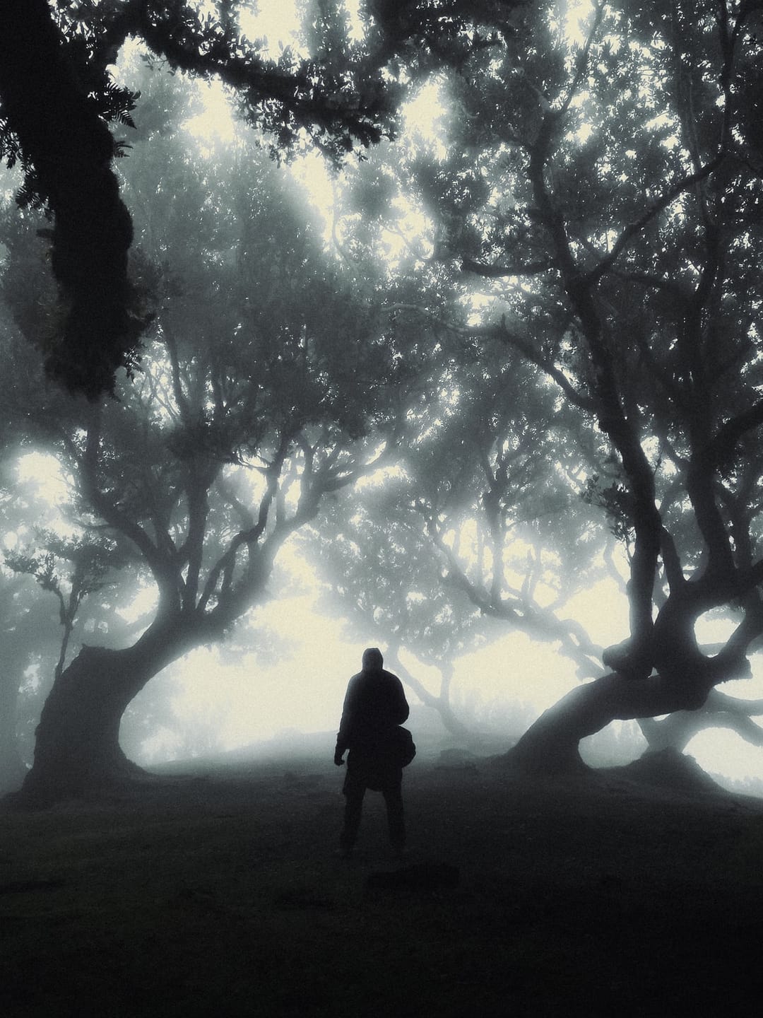 Trees emerging and receding through layers of mist, catalog number 50, from the Fog-Shrouded Trees collection
