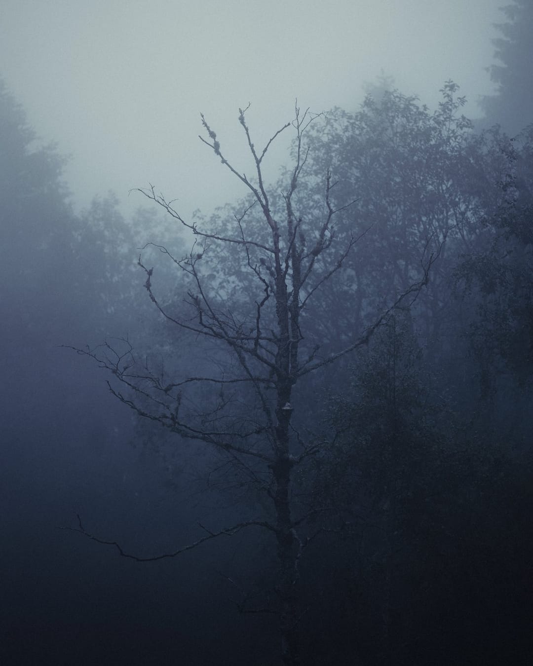 Trees emerging and receding through layers of mist, catalog number 5, from the Fog-Shrouded Trees series