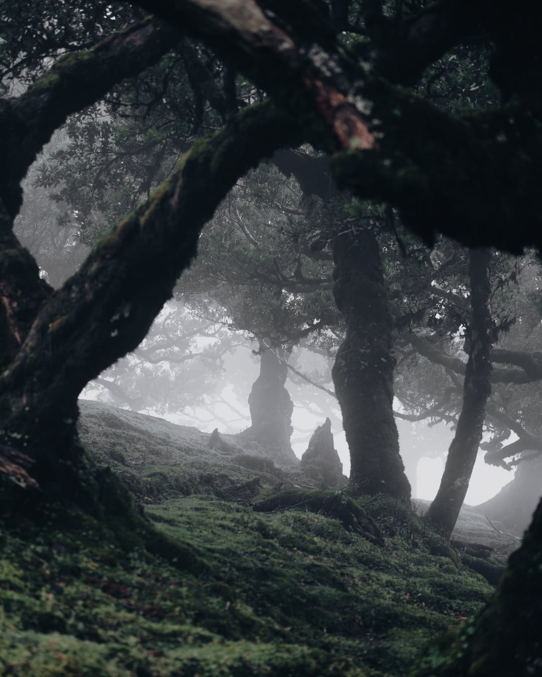 Trees emerging and receding through layers of mist, catalog number 6, from the Fog-Shrouded Trees series