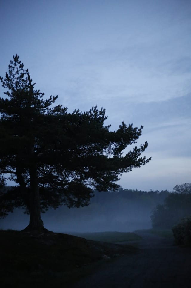 Trees emerging and receding through layers of mist, catalog number 52, from the Fog-Shrouded Trees series