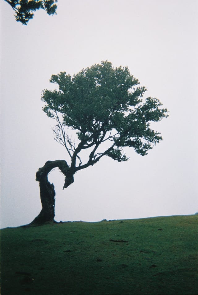 Trees emerging and receding through layers of mist, catalog number 64, from the Fog-Shrouded Trees series