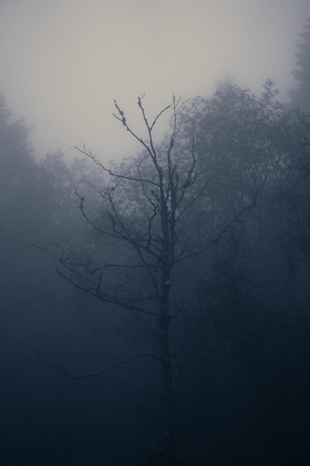 Trees emerging and receding through layers of mist, catalog number 2, from the Fog-Shrouded Trees collection