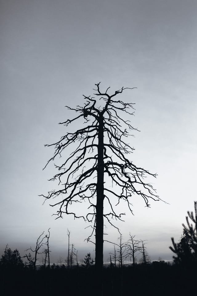 Selected work 10 from Sebastian Nordanvind's Forest of Mourning series