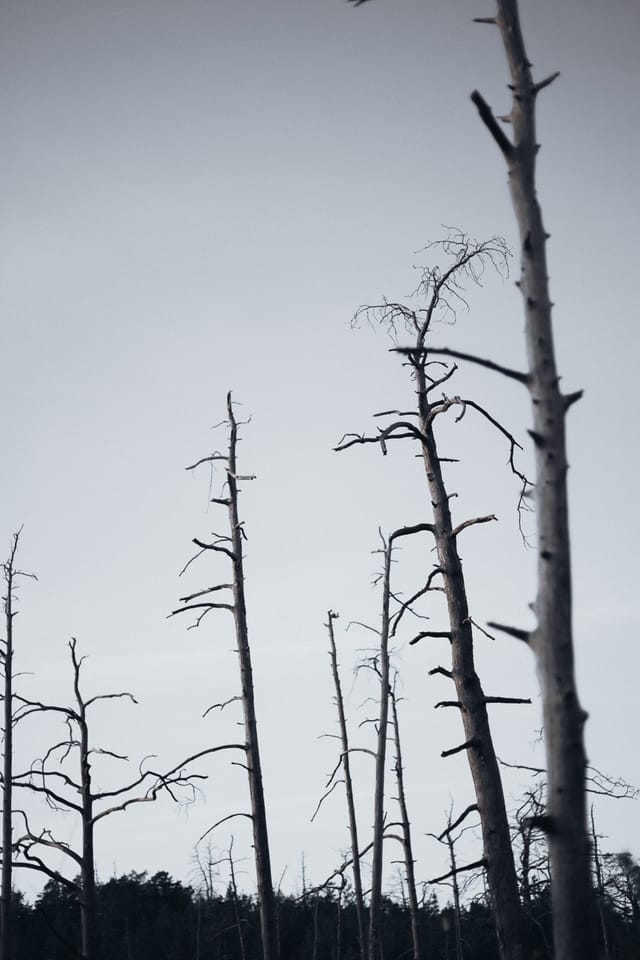 Selected work 5 from Sebastian Nordanvind's Forest of Mourning series