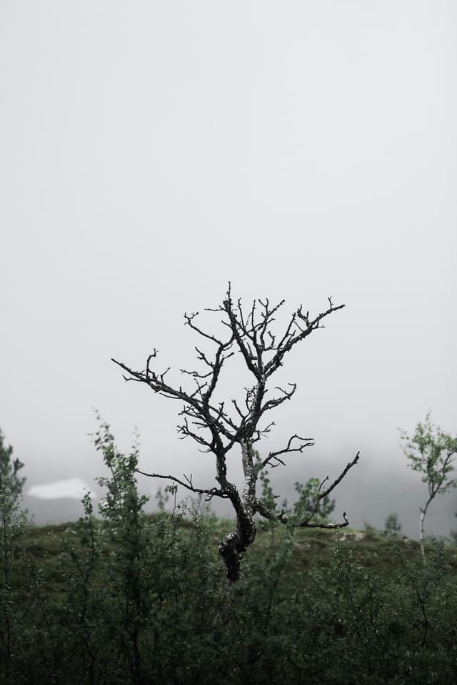 Selected work 4 from Sebastian Nordanvind's The Forgotten Valley series