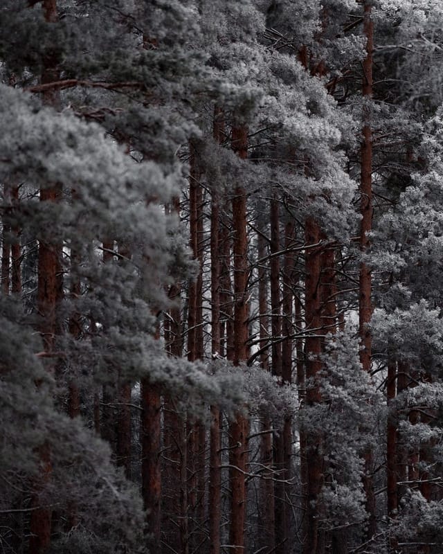Selected work 55 from Sebastian Nordanvind's Selected Works series